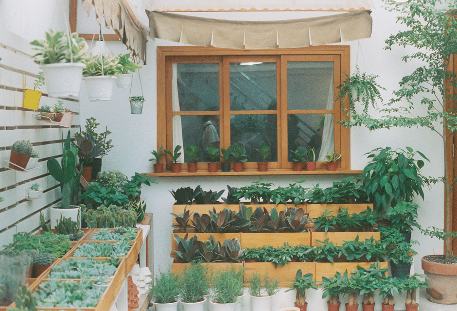 garden window replacement kitchen herbs natural light